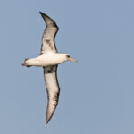 Laysan Albatross (image by Pete Morris)