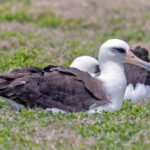 Laysan Albatross (image by Pete Morris)