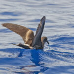 Leach's Storm Petrel (image by Pete Morris)