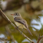Least Flycatcher (image by Leonardo Garrigues)