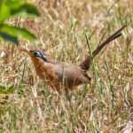 Lesser Ground Cuckoo (image by Leonardo Garrigues)