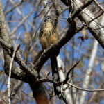 Lesser Roadrunner (image by Leonardo Garrigues)