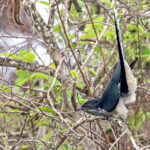 Levaillant's Cuckoo (image by Pete Morris)