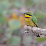 Little Bee-eater (image by Pete Morris)