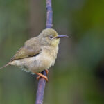 Long-billed White-eye (image by Pete Morris)