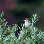 Long-billed Bush Warbler (image by Dave Farrow)