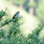 Long-billed Bush Warbler (image by Dave Farrow)