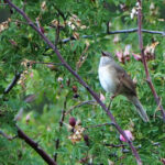 Long-billed Bush Warbler (image by Dave Farrow)