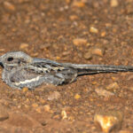 Long-tailed Nightjar (image by Pete Morris)