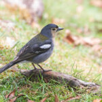 Madeira Chaffinch (image by Diedert Koppenol)