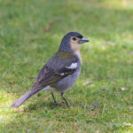 Madeira Chaffinch (image by Diedert Koppenol)