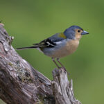 Madeira Chaffinches can be surprisingly absent at places in Madeira but once you find one, they are usually everywhere! (image by Diedert Koppenol)