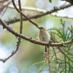 Madeira Firecrest gathering food for its youngsters (image by Diedert Koppenol)