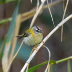 Madeira Firecrest (image by Diedert Koppenol)