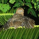 Manus Brush Cuckoo (image by Mark Van Beirs)