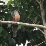 Manus Brush Cuckoo (image by Mark Van Beirs)