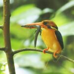 female Manus Dwarf Kingfisher (image by Mark Van Beirs)
