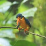 male Manus Dwarf Kingfisher (image by Mark Van Beirs)