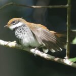 Manus Rufous Fantail (image by Mark Van Beirs)