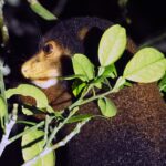 Manus Spotted Cuscus (image by Mark Van Beirs)