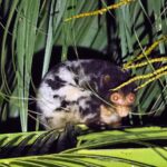 Manus Spotted Cuscus (image by Mark Van Beirs)