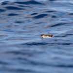 Manx Shearwater (image by Diedert Koppenol)
