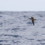 Manx Shearwater (image by Diedert Koppenol)