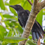 Mariana Crow (image by Pete Morris)