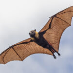Mariana Flying Fox (image by Pete Morris)
