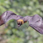 Mariana Flying Fox (image by Pete Morris)