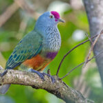 Mariana Fruit Dove (image by Pete Morris)