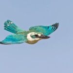 Rota form of Mariana Kingfisher (image by Pete Morris)