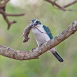 Rota form of Mariana Kingfisher (image by Pete Morris)