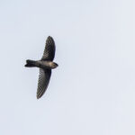 Mariana Swiftlet (image by Pete Morris)