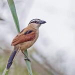 Marsh Tchagra (image by Pete Morris)