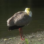 Masked Lapwing (image by Mark Van Beirs)