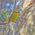 Maui Alauahio (or Creeper) (image by Pete Morris)