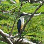 Melanesian Kingfisher (image by Mark Van Beirs)
