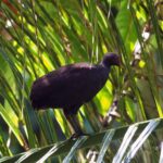 Melanesian Megapode (image by Mark Van Beirs)