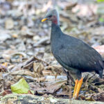 Palau form of Micronesian Megapode (image by Pete Morris)