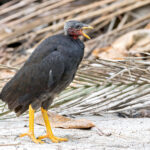 Saipan form of Micronesian Megapode (image by Pete Morris)