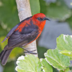 Micronesian Myzomela (image by Pete Morris)