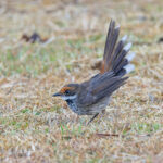 Micronesian Rufous Fantail (image by Pete Morris)