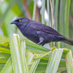 Micronesian Starling (image by Pete Morris)