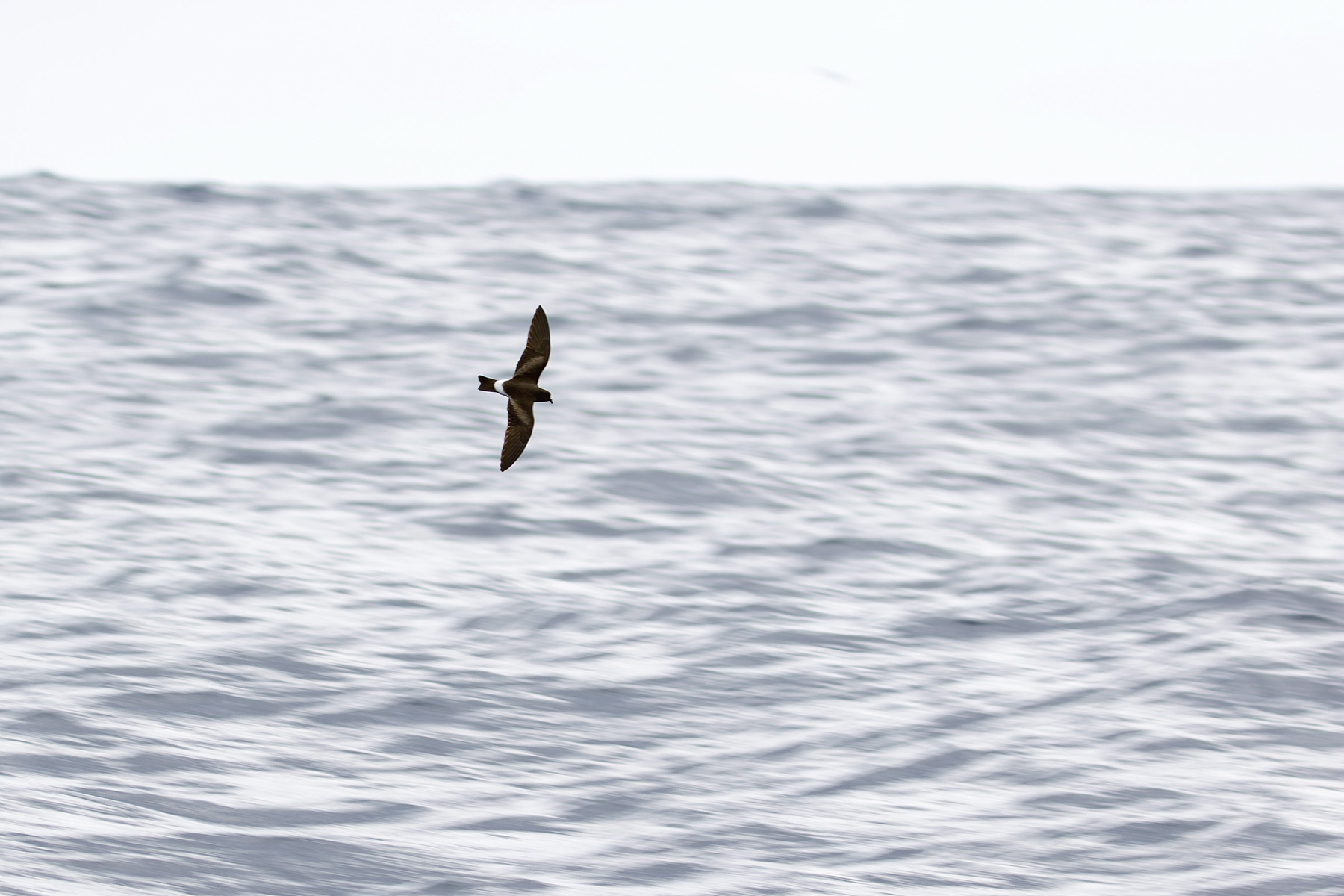 Monteiro's Storm Petrel (image by Diedert Koppenol)