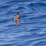 Monteiro's Storm Petrel (image by Diedert Koppenol)