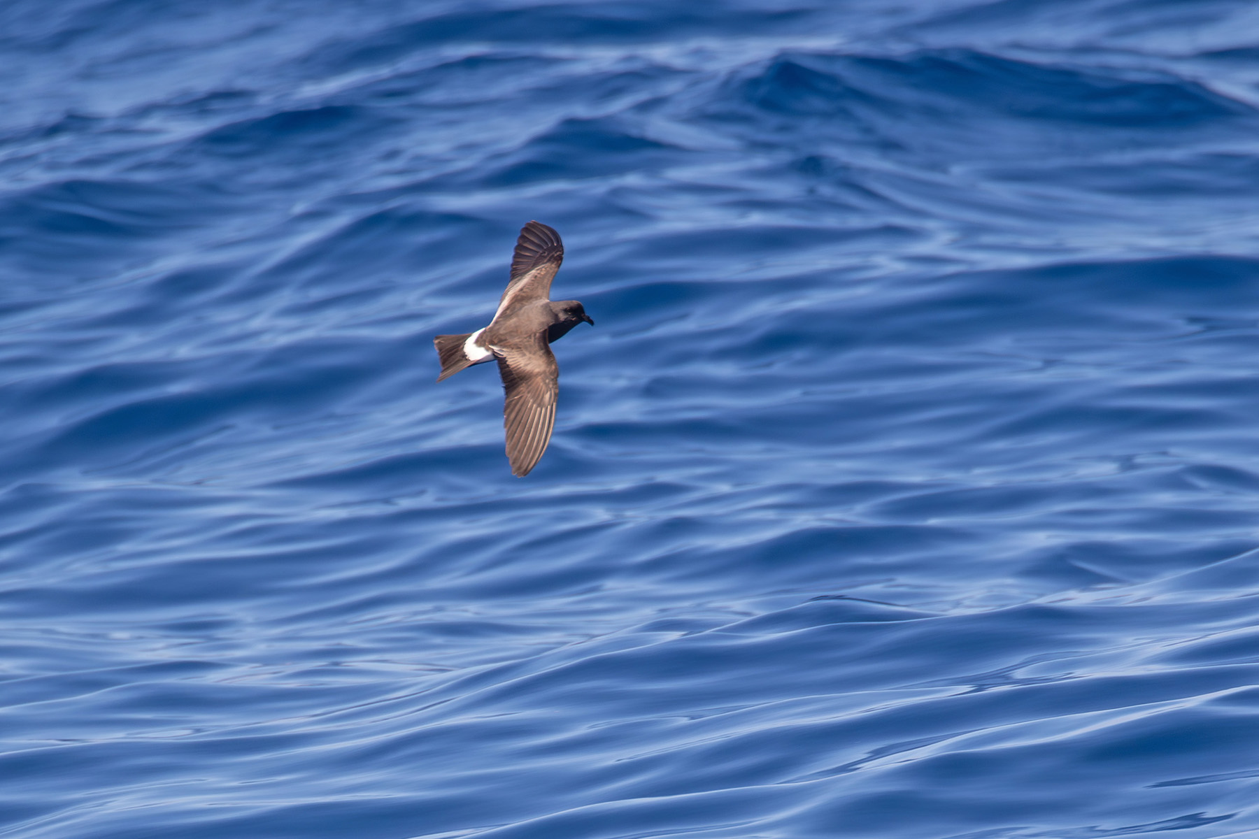 Monteiro's Storm Petrel (image by Diedert Koppenol)
