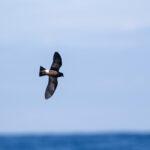 Monteiro's Storm Petrel (image by Diedert Koppenol)