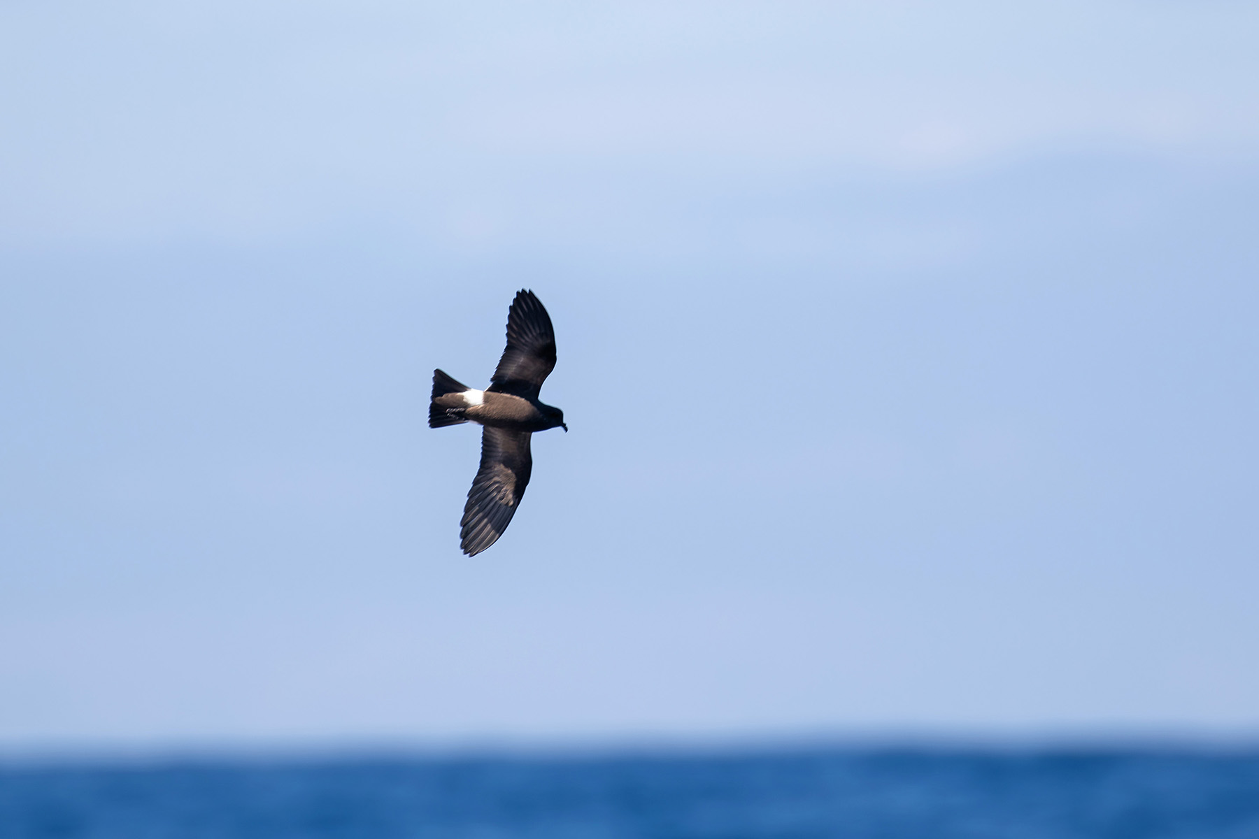 Monteiro's Storm Petrel (image by Diedert Koppenol)