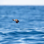 Monteiro's Storm Petrel (image by Diedert Koppenol)